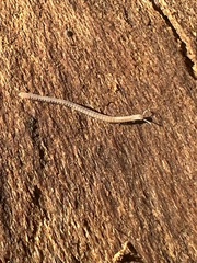 Blaniulus guttulatus