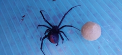 Latrodectus hasselti