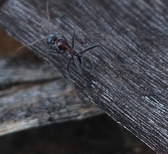 Camponotus