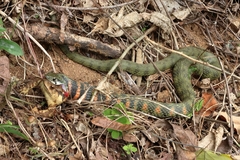 Rhabdophis tigrinus