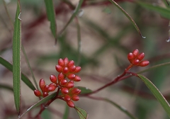 Eucalyptus leptophylla