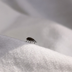 Trichopterapion holosericeum