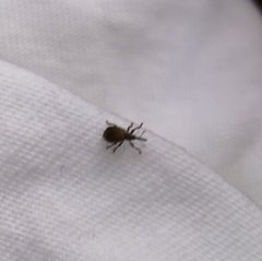 Trichopterapion holosericeum