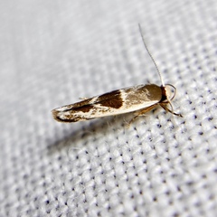 Stathmopoda megathyma