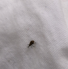 Trichopterapion holosericeum