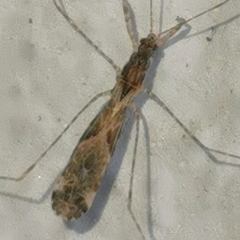 Empicoris culiciformis