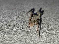 Portacosa cinerea