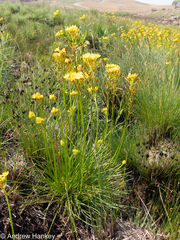 Bulbine
