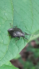 Antiteuchus