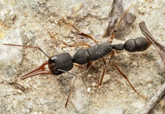 Harpegnathos venator