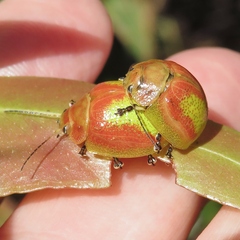 Paropsisterna pictipes