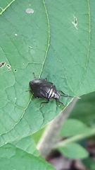 Antiteuchus