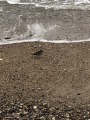 Calidris maritima