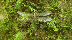 Eusynthemis aurolineata