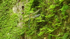 Eusynthemis aurolineata