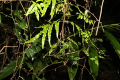 Lygodium reticulatum