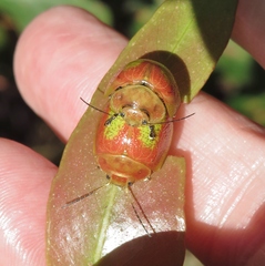 Paropsisterna pictipes