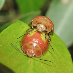 Paropsisterna pictipes