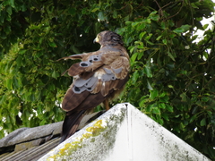 Polyboroides typus
