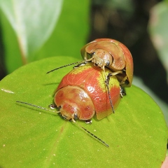 Paropsisterna pictipes