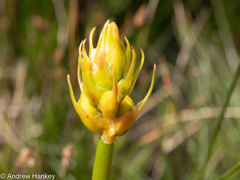 Bulbine