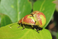 Paropsisterna pictipes