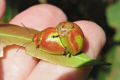 Paropsisterna pictipes