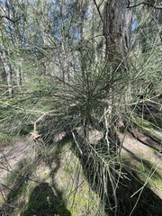 Casuarina glauca