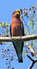 Eurystomus glaucurus