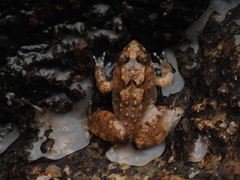 Limnonectes fujianensis