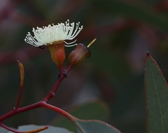 Eucalyptus incrassata
