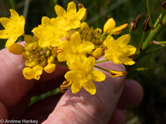 Bulbine