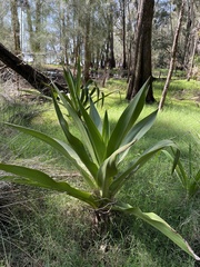 Crinum pedunculatum