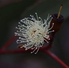 Eucalyptus incrassata