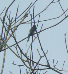 Merops viridis