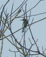 Merops viridis
