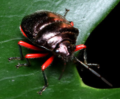 Lampromicra aerea