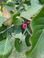 Euonymus