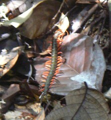 Scolopendra