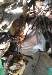 Scolopendra