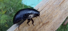 Blattodea