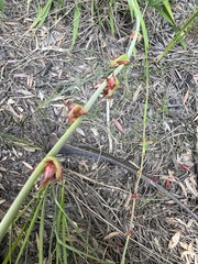Watsonia meriana