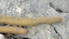 Trichocereus chiloensis litoralis