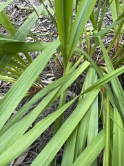 Watsonia meriana