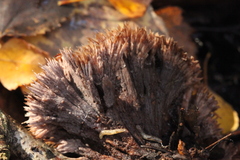 Thelephora penicillata