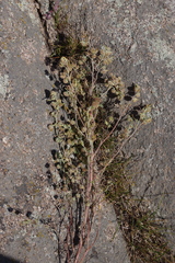 Artemisia macrocephala
