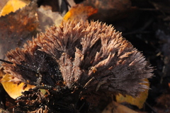 Thelephora penicillata