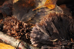 Thelephora penicillata