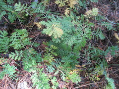 Artemisia tanacetifolia