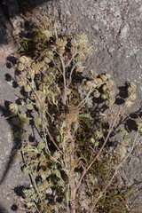Artemisia macrocephala